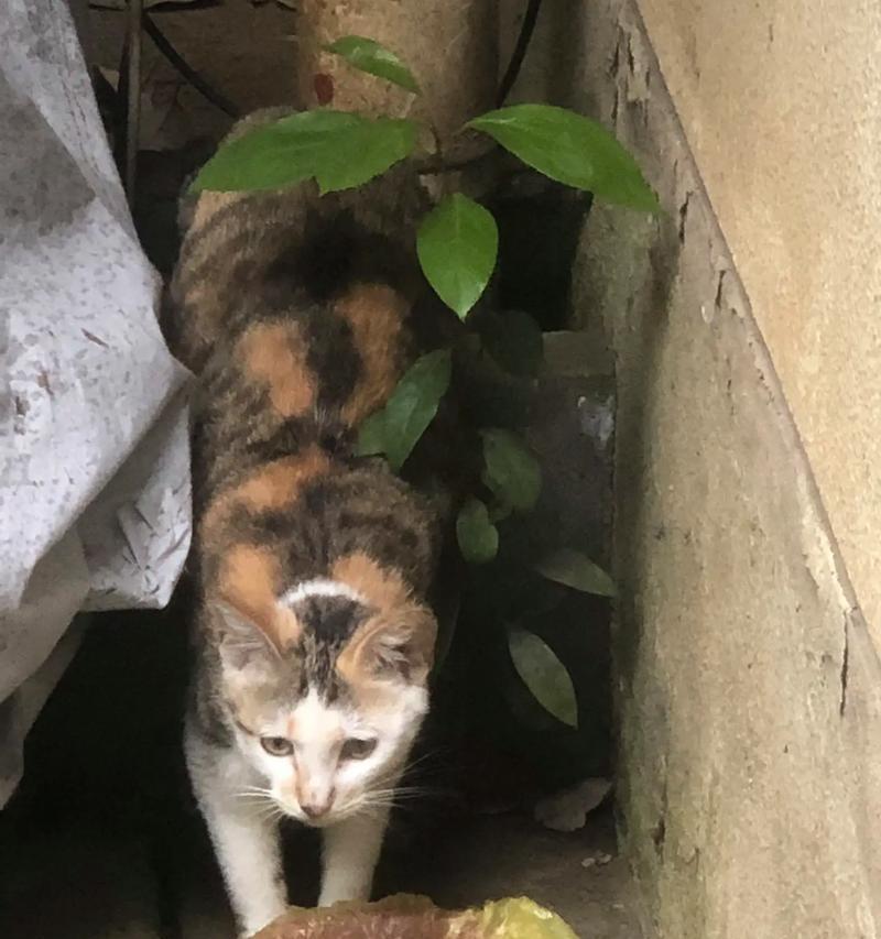 流浪小猫缺乏猫粮时应如何帮助？如何为流浪猫提供食物和关怀？