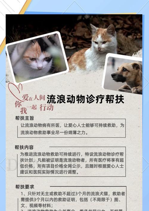 流浪小猫缺乏猫粮时应如何帮助？如何为流浪猫提供食物和关怀？