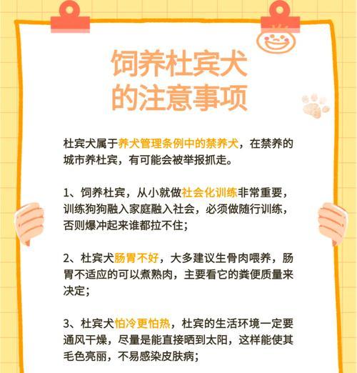 杜宾犬每周狗粮摄入量应该是多少？如何科学喂养？