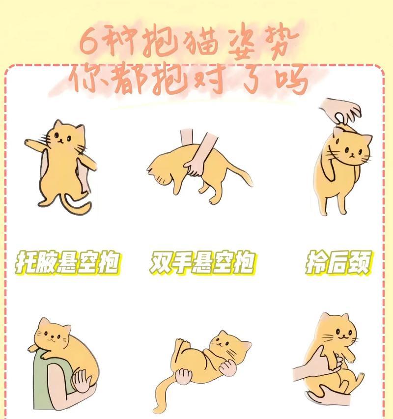 吃猫粮抱着主人怎么办啊？如何处理这种行为？