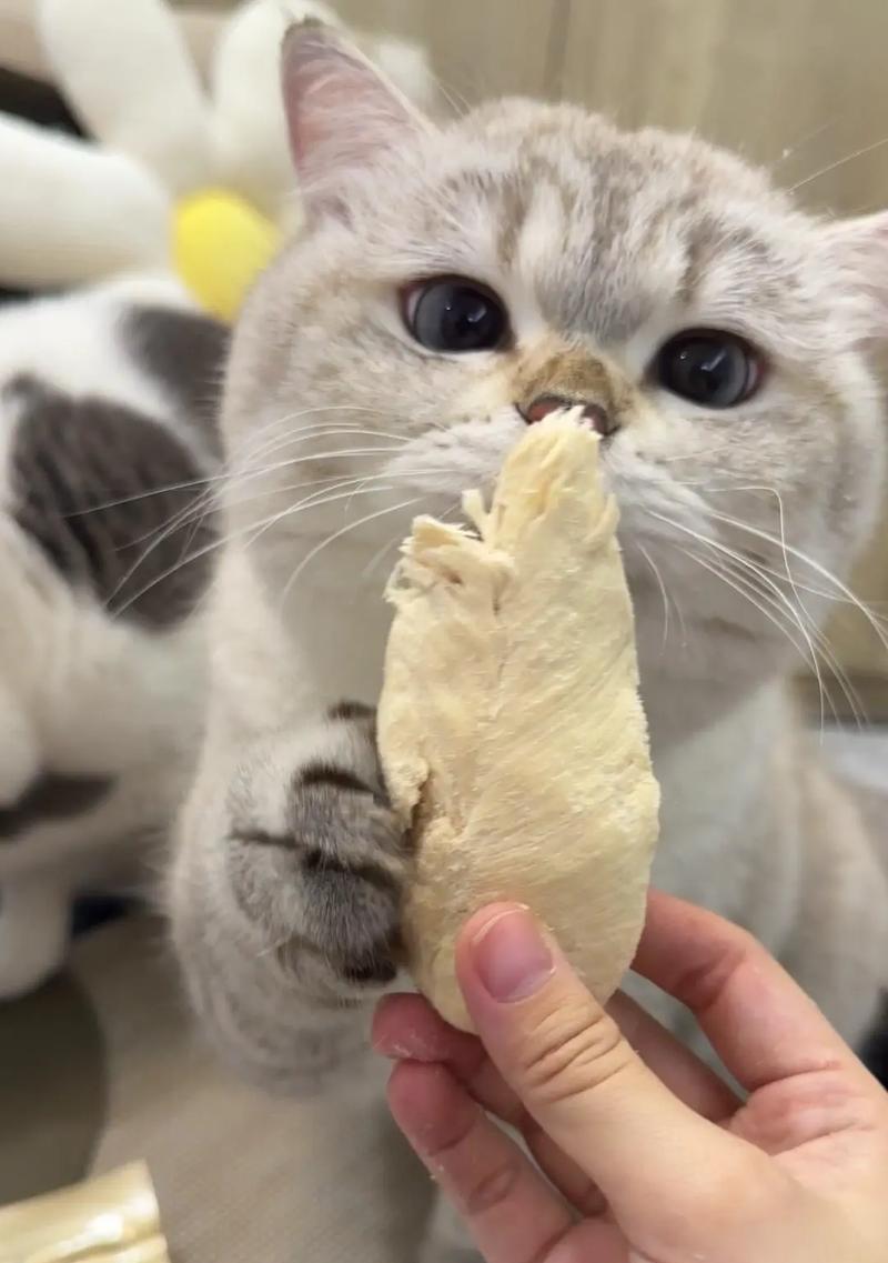 猫咪拒绝吃猫粮中的鸡肉怎么办？