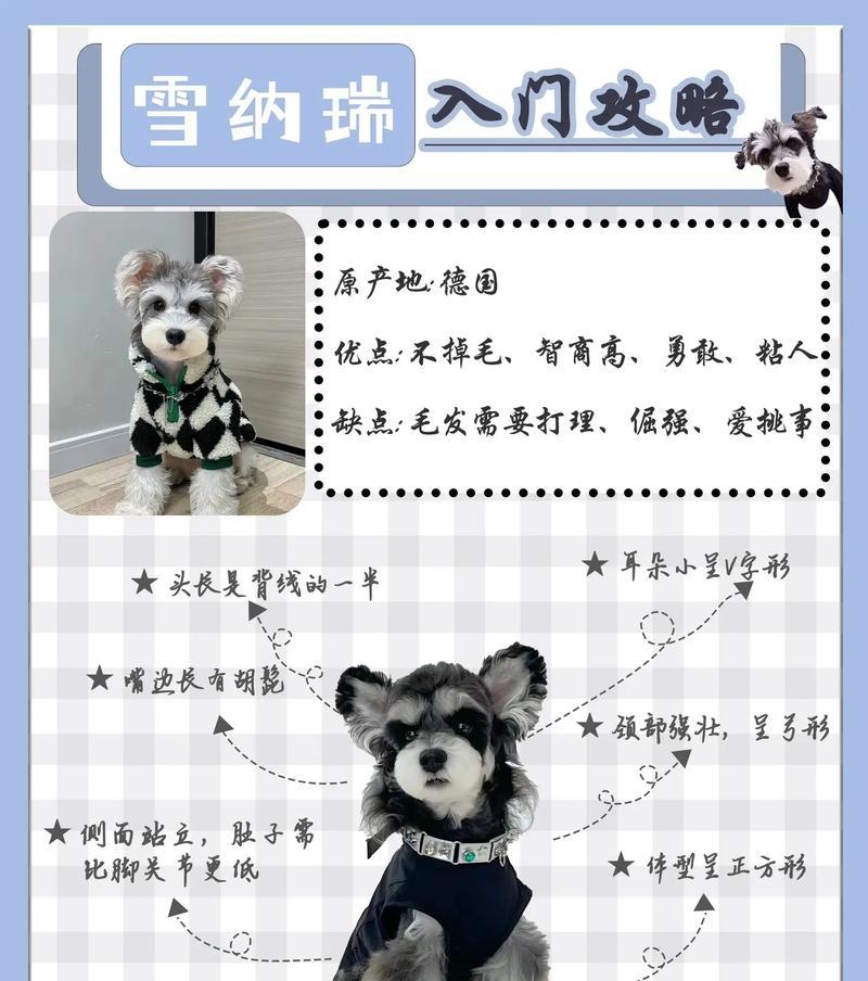中山家养雪纳瑞好养吗？购买一只雪纳瑞需要多少钱？