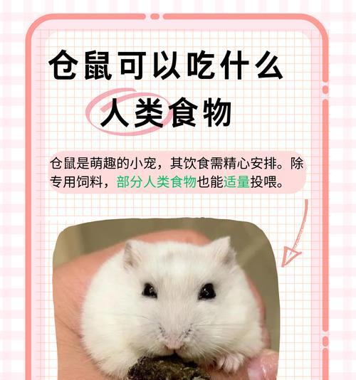 猫粮能给仓鼠磨牙吗？猫粮对仓鼠牙齿健康的影响是什么？