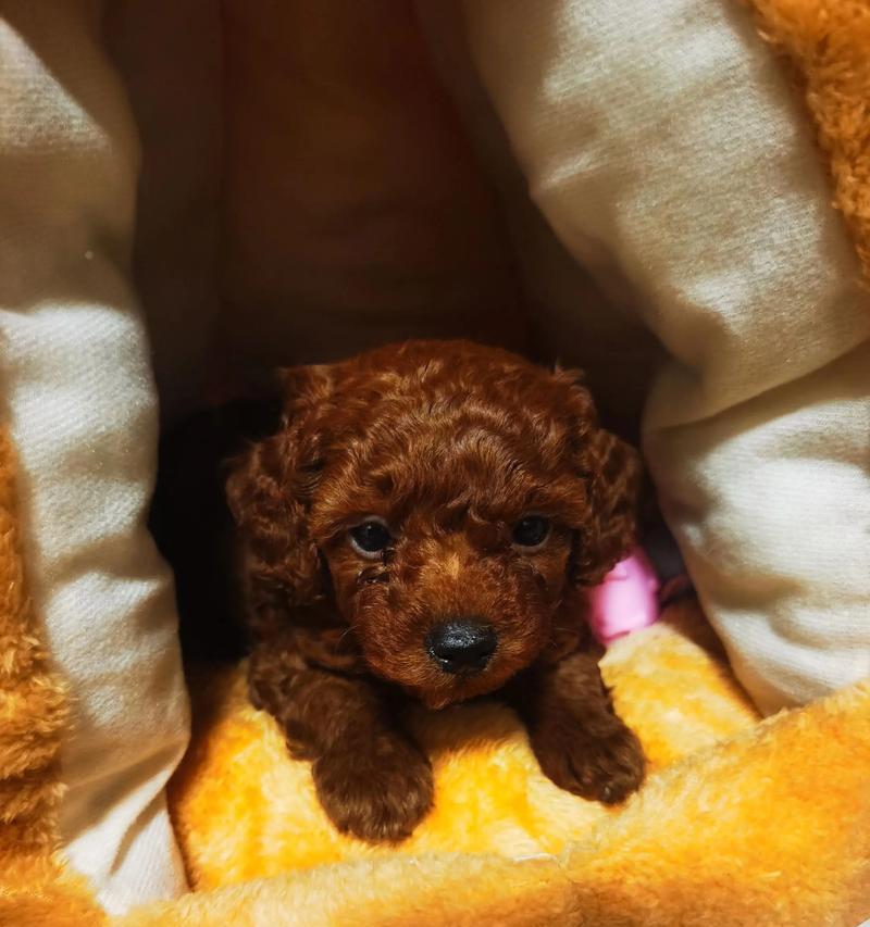 两个月大的泰迪东德幼犬体重标准是多少？