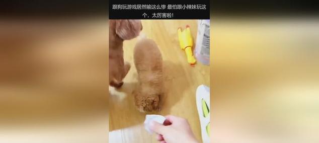 玩转宠物狗，让它们快乐健康（以宠物为主）