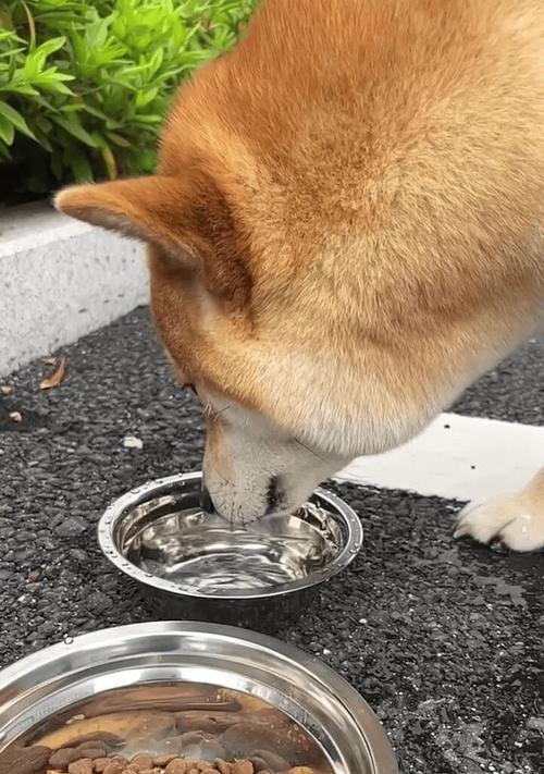 如何让宠物狗精神饱满爱喝水（营养均衡和饮食规律是关键）