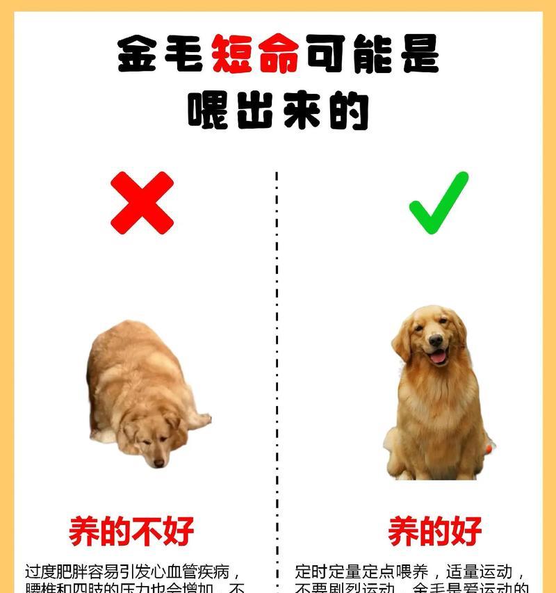 金毛犬在主人落水时会怎么做?如何训练金毛救援技能? 金毛犬在主人落水时会怎么做?如何训练金毛救援技能?