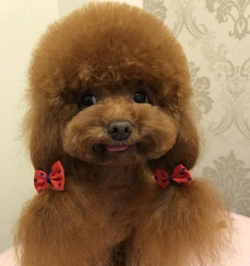 给泰迪狗狗扎辫子的正确方法是什么？需要什么工具？