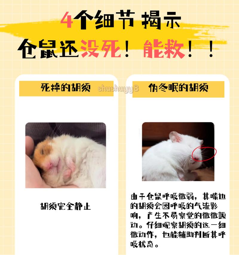 宠物狗咬伤仓鼠后应该吃什么食物恢复？如何预防？