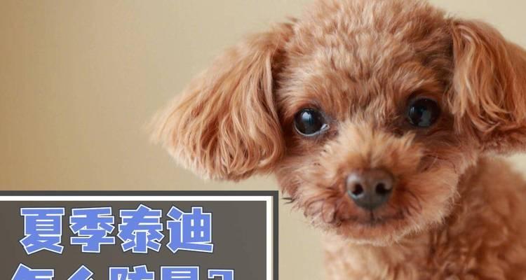 泰迪狗狗中暑的征兆（如何避免泰迪中暑）
