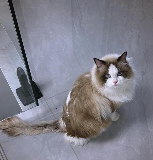从咬人到爱人——宠物猫咪的成长之路