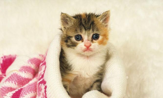 小猫拉稀带血腥臭的原因及治疗方法（小猫拉稀带血腥臭的原因及治疗方法）