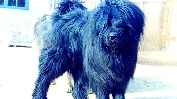 藏獒vs藏狮（探究中华传统犬狮文化的代表性宠物）