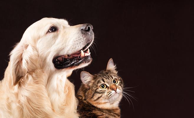 宠物猫咪打狂犬疫苗的必要性（保护宠物健康）