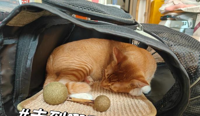 带猫旅游必备指南（宠物猫如何安全）