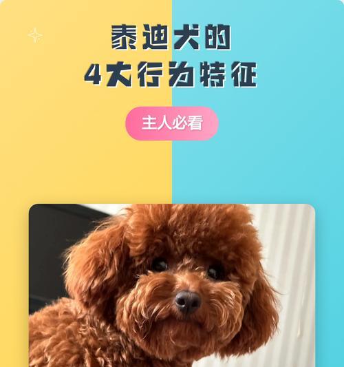 哪些狗会咬泰迪狗（探究泰迪狗遭受咬伤的背后真相）