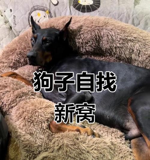 夜晚宠物狗冷了怎么办（宠物狗夜间保暖应该注意什么）
