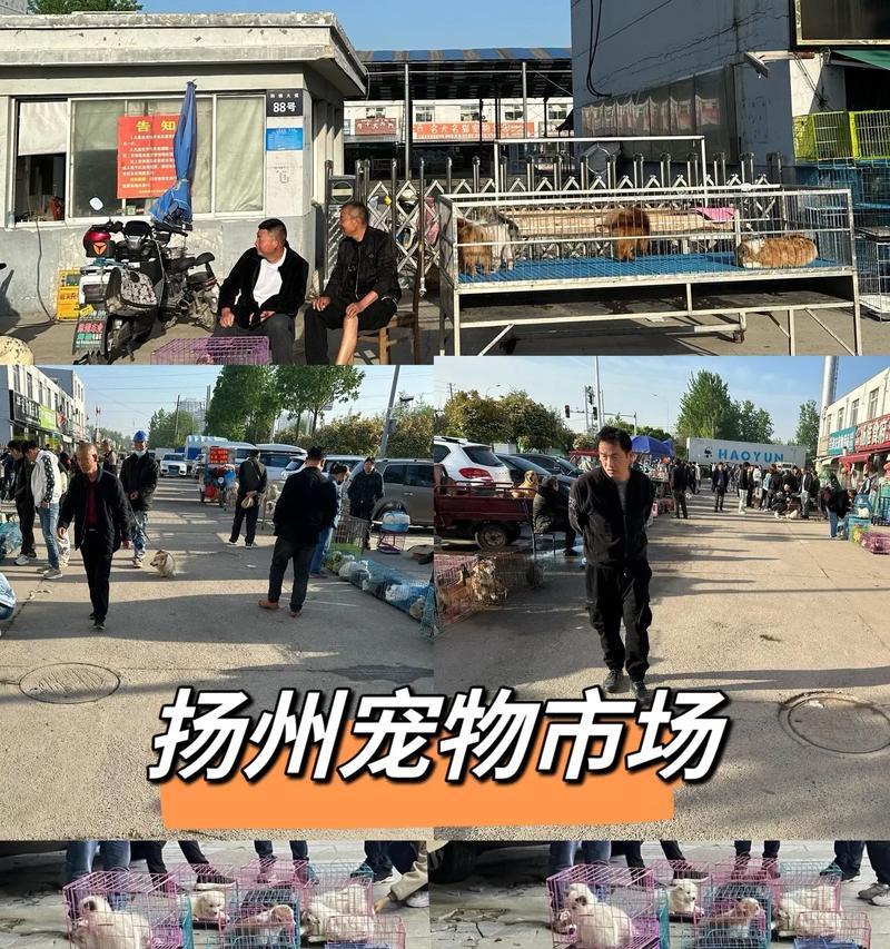 揭秘宠物狗市场的真相（宠物狗市场的发展现状与问题）